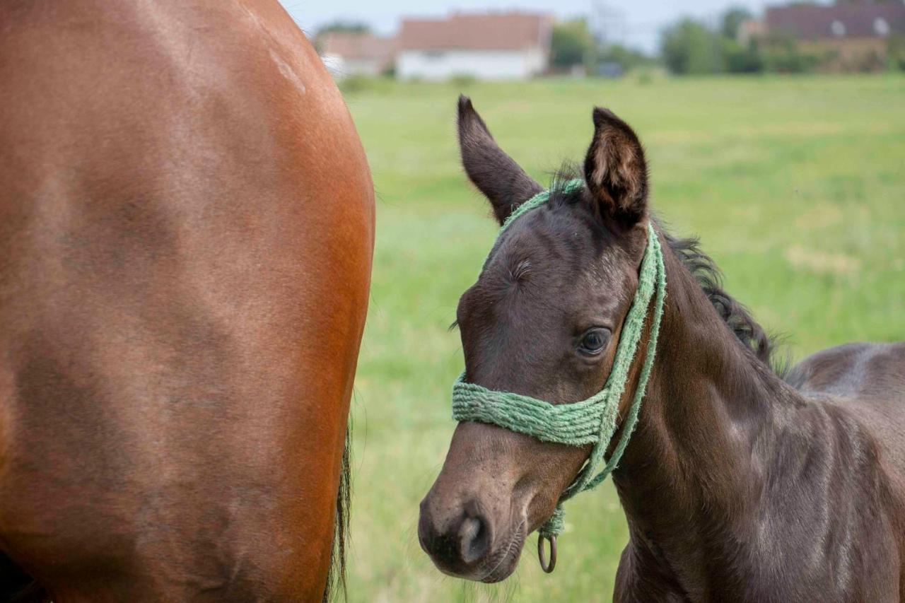 Hajdu Lovasudvar Hortobagy Bagian luar foto