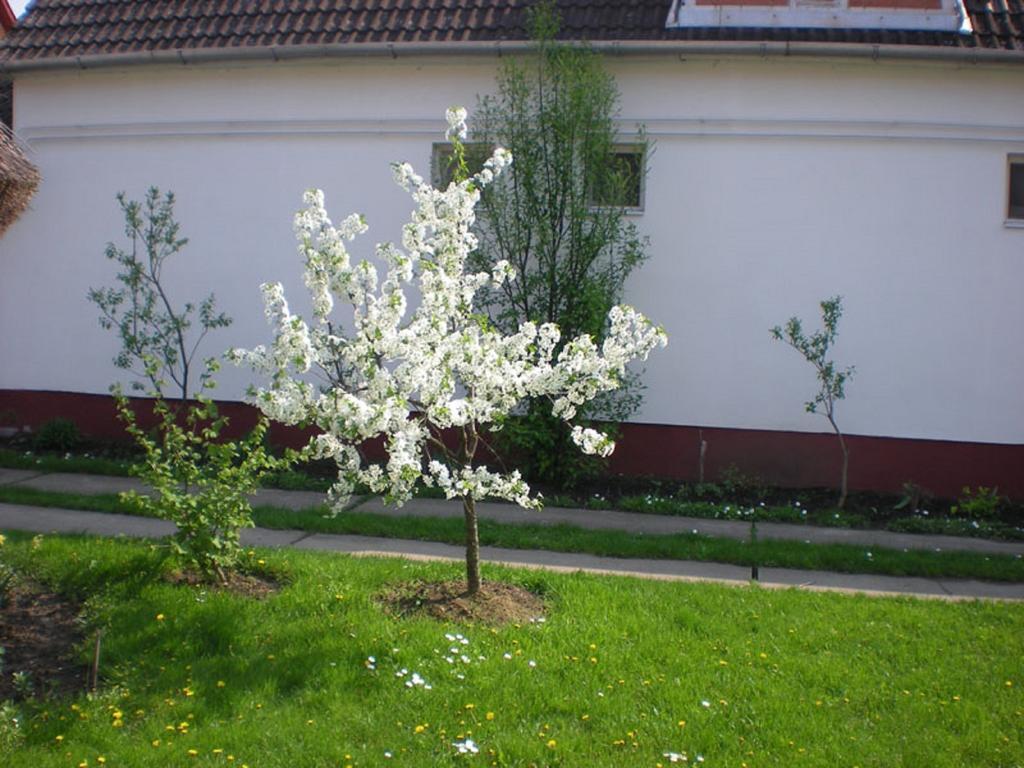 Hajdu Lovasudvar Hortobagy Bagian luar foto